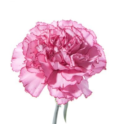 Carnation
